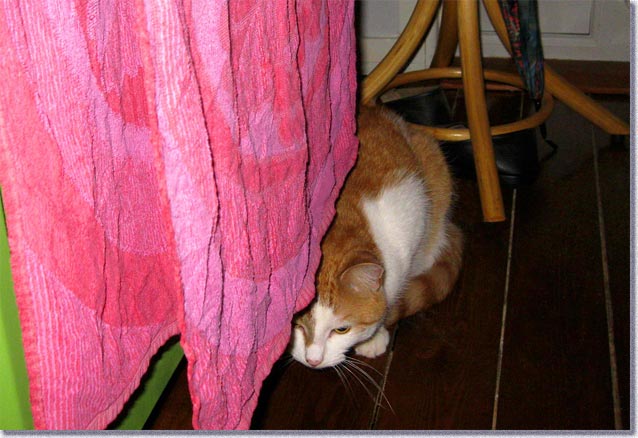 当猫は茂みに潜んでいるつもり